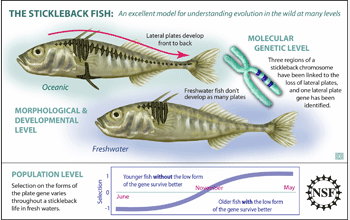 Illustration shows that different genes in different stickleback fish result in different fitness