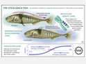 Illustration showing that different genes in different stickleback fish result in different fitness.