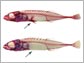 Top photos of fish with pelvises; bottom photos of fish without pelvises and body armor.