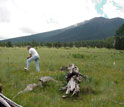 Photo of a mixed conifer meadow with a researcher taking a soil sample.