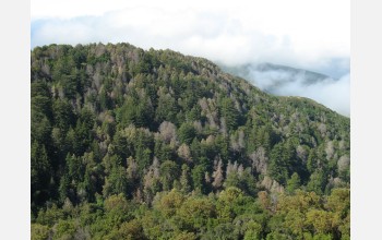 Sudden oak death has claimed the lives of countless oak trees.