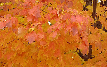 Photo of sugar maple trees