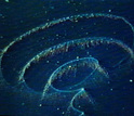 A siphonophore is coiled in mid-water depths, tentacles dangling