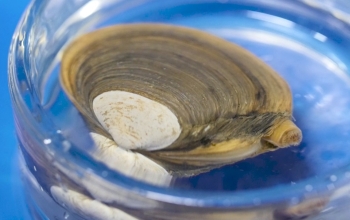 arctic surfclam on blue background