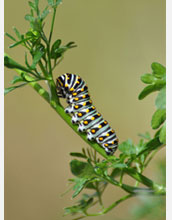 Photo of an Anise Swallowtail larva.