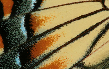 Close-up image of the wing scales of a male eastern tiger swallowtail butterfly.