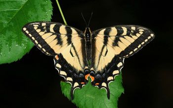 Photo of the Canadian tiger swallowtail butterfly.