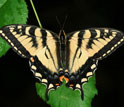 Photo of the Canadian tiger swallowtail butterfly.