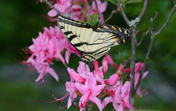 Photo of male Appalachian tiger swallowtail feeding in Rhododendron flowers at Spruce Knob, W.Va.