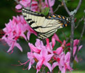 Photo of male Appalachian tiger swallowtail feeding in Rhododendron flowers at Spruce Knob, W.Va.