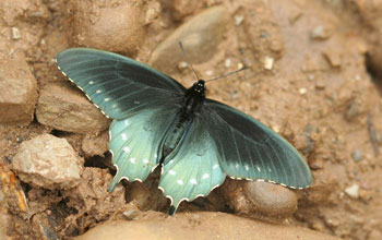 Photo of a pipevine swallowtail butterfly in the Great Smoky Mountains National Park, Tennessee.