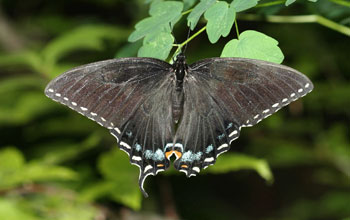 Photo of the black female form of the Appalachian tiger swallowtail.