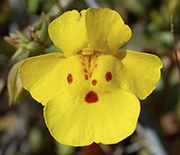 Monkey Flower (Mimulus guttatus)