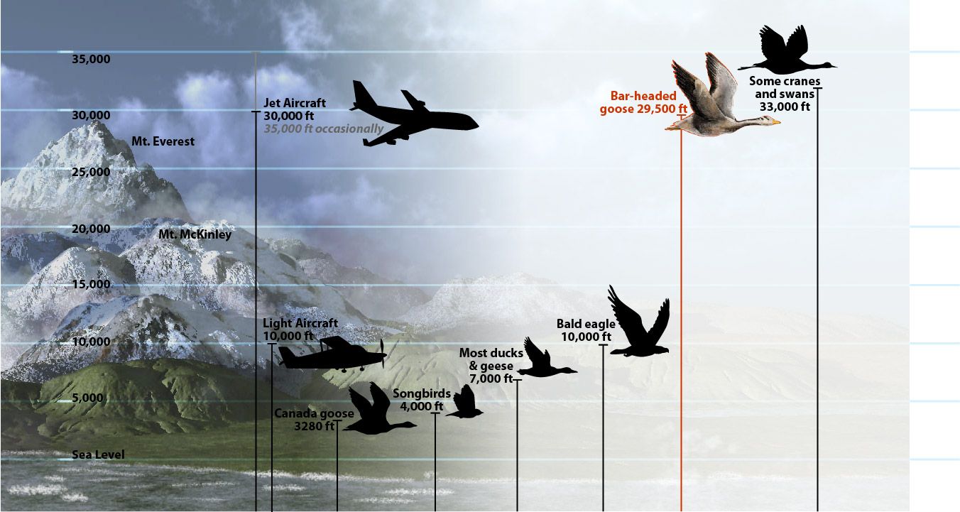 Comparison of flying altitude of bar-headed geese to aircraft and other birds.