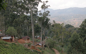Photo of a village that borders the edge of a forest in a rural area of Tanzania.