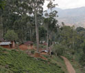 Photo of a village that borders the edge of a forest in a rural area of Tanzania.