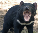 A tasmanian devil
