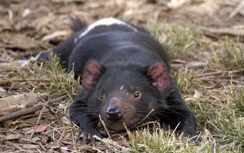 Tasmanian devil resting on grass