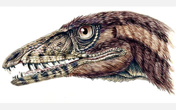 A reconstruction of the head of the newly discovered Triassic, carnivorous dinosaur, Tawa hallae.