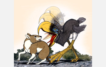 Illustration of the terror bird Andalgalornis bringing its powerful beak down to kill prey.