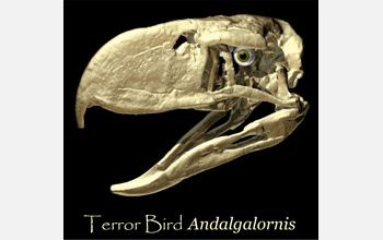 Skull of the terror bird Andalgalornis, an extinct flightless predatory bird found in Argentina.