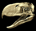 Skull of the terror bird Andalgalornis, an extinct flightless predatory bird found in Argentina.