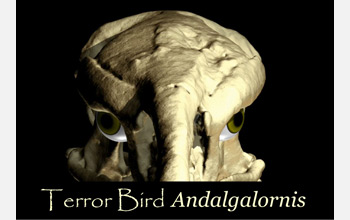 Front view of the skull of the  terror bird, a six-million-year old, 4.5-feet-tall predatory bird.