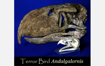 Fossil skull of the terror bird compared with the skull of a modern-day golden eagle for scale.