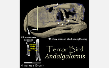 CT scan of the skull of the terror bird where gray is the fossil and lavender is rock.