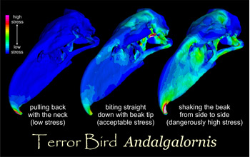 Images showing simulation of feeding behavior with lower stresses in blue, higher in red.