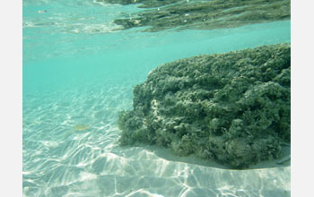 Photo of a microbial community known as a thrombolite.