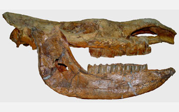 Photo of the skull and lower jaw of the extinct Tibetan woolly rhino.