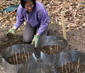 Photo of Jean Tsao preparing a tick garden used for close-up observations of ticks.