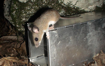 Photo of a white-footed mouse inspecting a live-trap at a field research site.