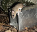 Photo of a white-footed mouse inspecting a live-trap at a field research site.