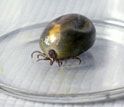 Photo of a bloated female blacklegged tick filled with its blood-meal.
