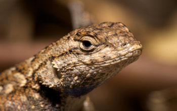 Photo of a Western fence lizard, Sceloporus occidentalis.