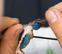 Photo of a researcher looking for ticks on a male Western fence lizard.