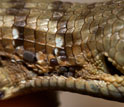 Photo of a specialized fold in the neck of a lizard which accomodates ticks.