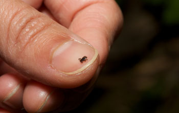 Photo of an adult tick on a thumbnail.