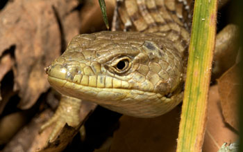 Photo of the head of an alligator lizard.