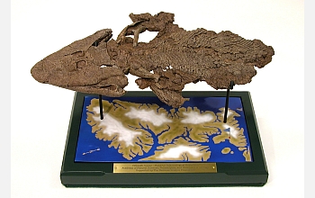 The "Tiktaalik" fossil bridges the evolutionary gap between fish and land animals.