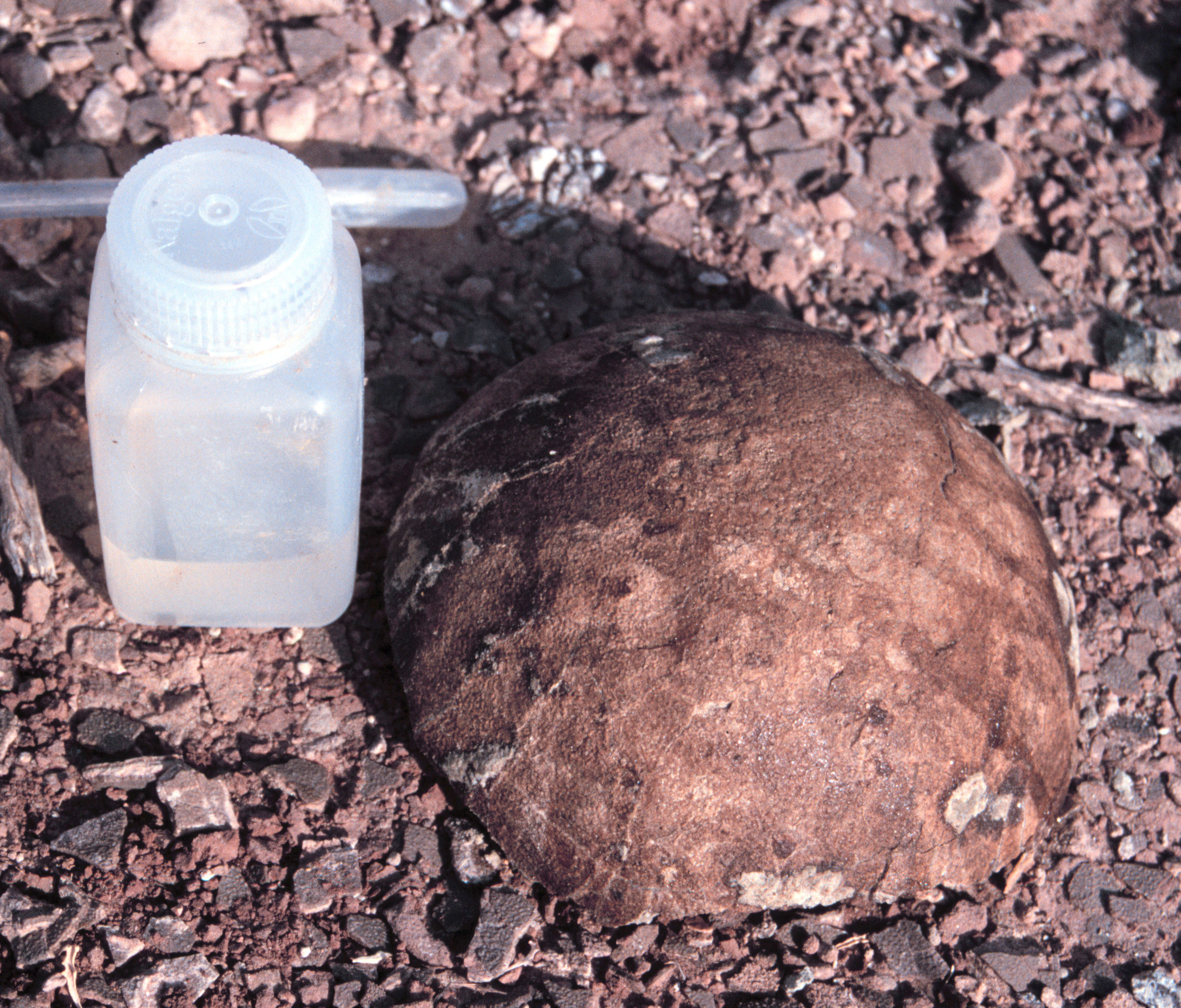 The key to new discoveries lies in this titanosaur egg, a remnant of the long-ago past.