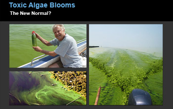 Collage of images showing algae in alakes and researcher