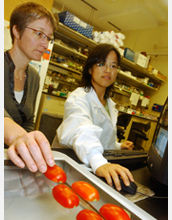 Photo of scientists analyzing the shapes and genetic variations of tomatoes using software program.