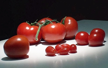 Photo of different types and sizes of tomatoes
