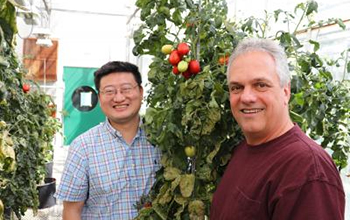 researchers standing with a tomato plant