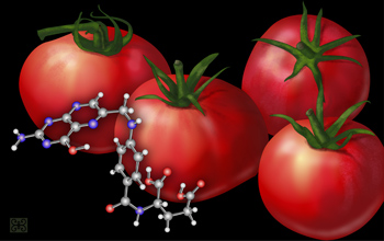 Bioengineered tomatoes