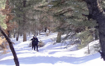 On Rabbit Mountain, N.M., scientists ski through the healthy forest