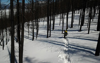 Scientist skis through the burned forest